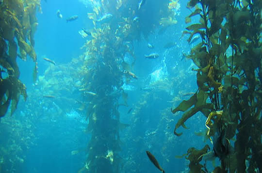 algas marinas patagónicas